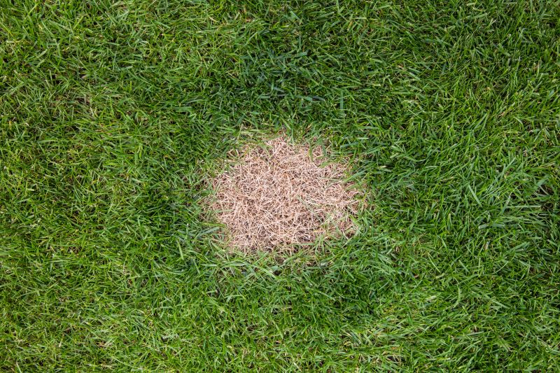 Lawn Repair detail