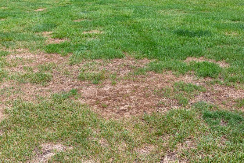 Lawn Repair detail