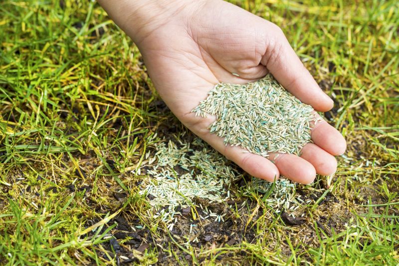 Grass Repair