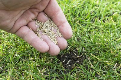 Lawn Repair