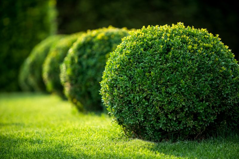 Shrub Replacement